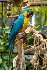 blue parrot, big parrot