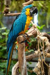 blue parrot, big parrot