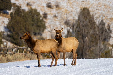 Elk cows walking across a snow covered mountain road in winter