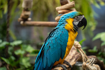 blue parrot, big parrot