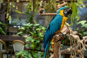 blue parrot, big parrot