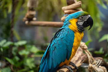 blue parrot, big parrot