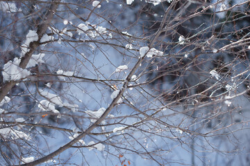 trees and branches covered with snow background, bokeh from sunlight hitting the snow and raindrops
