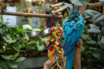 blue parrot, big parrot © Olga  Brodetska