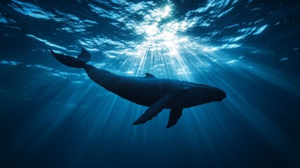 Whale swimming ocean silhouette image underwater scene side view marine life