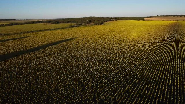 vista aerea de un campo cubierto de girasoles desde lo alto en vuelo lento de un dron.