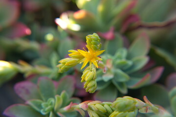 Sedum palmeri in bloom, succulent plant with yellow flowers