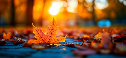 Autumn leaf on ground, sunset park background, fall nature scene