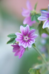 Fototapeta premium Wild mallow - Althaea officinalis, Malva sylvestris in bloom, Mallow plant with lilac pink flowers, ornamental and medicinal plant