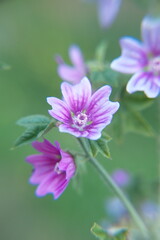 Wild mallow - Althaea officinalis, Malva sylvestris  in bloom, Mallow plant with lilac pink flowers, ornamental and medicinal plant