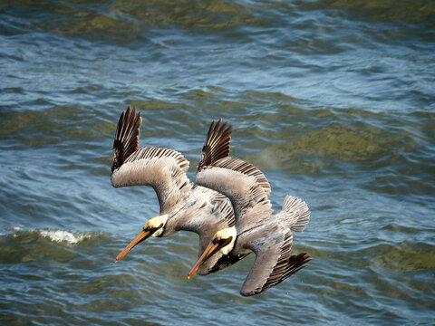 Pair Of Mature Brown Pelican Making a Percision Dive Into a School of Fish