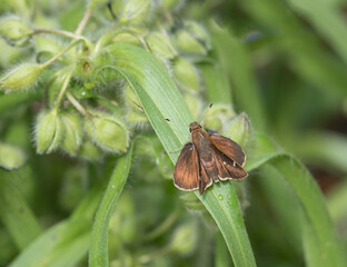skipper butterfly on leaf