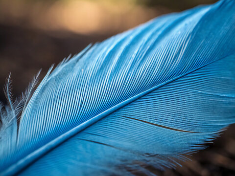 close up of feather. feather, bird, isolated, white, quill, pen, wing, black, plume, single, nature, light, object, plumage, feathers, macro, animal, blue, ink, closeup, texture, writing, vector, fluf