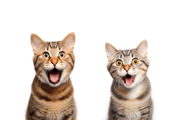 Two tabby cats look amazed on white background