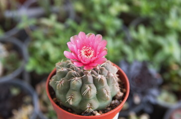 Blooming succulent plant Gymnocalycium baldianum, the spider-cactus or dwarf chin cactus,  with...