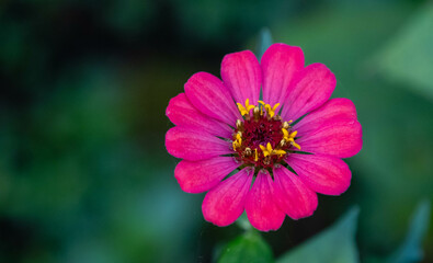 Obraz premium close up of a pink flower