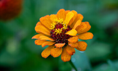 orange flower in the garden