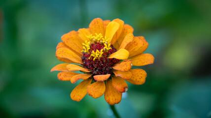 orange flower macro
