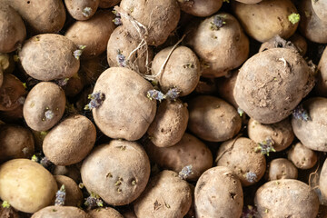 sprouting potatoes
