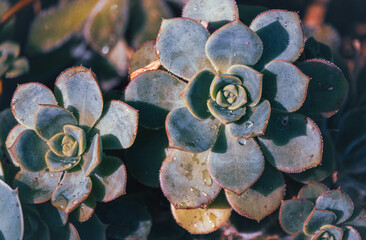 close up of succulent plant