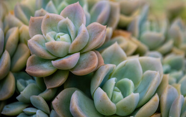 close up of succulent plant