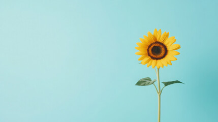Bright sunflower against vibrant turquoise background for nature and summer themes