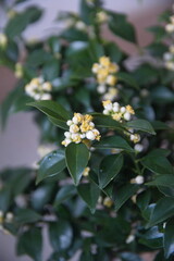 Blossom of chinotto, Citrus myrtifolia, the myrtle-leaved orange tree, exotic green background