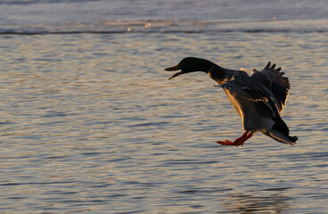 Male mallard duck in silhouette and quacking as it lands in a lake a sunset.