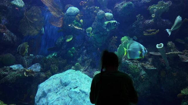 The aquarium with different colorful fishes. Small girl is watching the fishes swimming on a blue background in an aquarium..