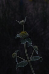 Phlomis Fruticosa. Dark silver coloured Jerusalem Sage. Artistic unusual botanical nostalgia.