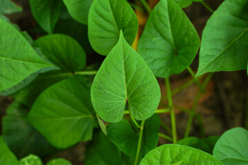 Fototapeta premium Heart shaped green leaves of a wild plant