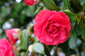 Radiant Pink Camellias