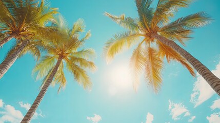 Tropical palm trees under bright sunlight beachside nature photography tropical environment upward view