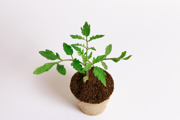 Growing tomato seedlings in peat cups, Contrast of green stems on a sterile white background.