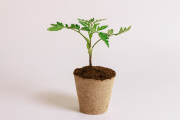 Growing tomato seedlings in peat cups is an effective way to speed up vegetation.