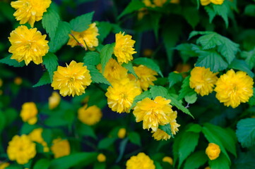 Golden Frilled Blooms