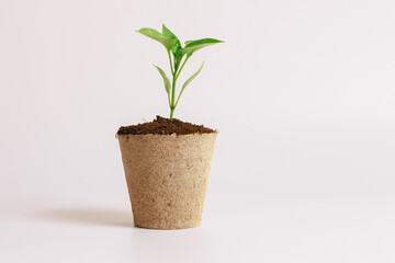 Peat cups are an ideal starting point for pepper seedlings, ensuring the development of a strong root system. 