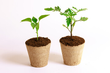 Placing peat cups with tomato seedlings on white background adds a touch of elegance to growing process.