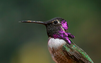Close up photo of a hummingbird. © Ross Stone