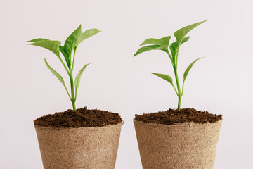 Green shades of pepper seedlings stand out on a white background. 