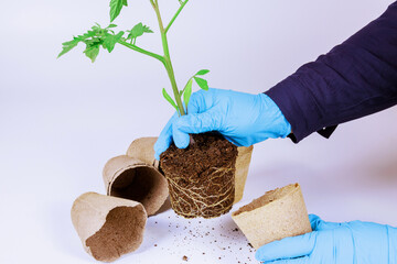 Peat pot is an ideal container for starting tomato seedlings indoors. Tomato seedlings thrive when...