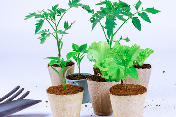 For successful grafting, tomato seedlings require special attention when transplanting with garden tools.