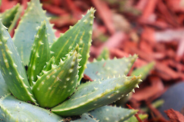 Close-up of aloe vera plant with sharp green leaves in a garden setting