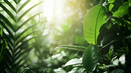 Lush Green Tropical Leaves Sunlight Forest Background