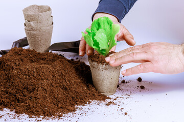 Transplanting lettuce into peat cups. Growing green crops in a greenhouse and hydroponics.