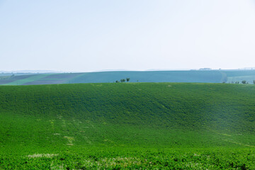 Vibrant green grass carpeted the ground, adding to beauty of picturesque green field.