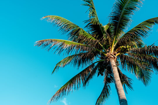 palm tree with blue sky as background