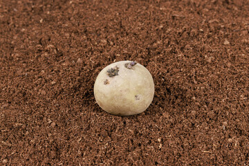 Sprouted potatoes for planting should be firm and healthy, promising successful crop.