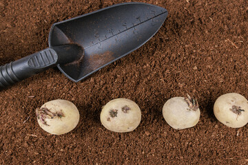 Sprouted potatoes are laid out in row for planting in soil with help of garden shovel.