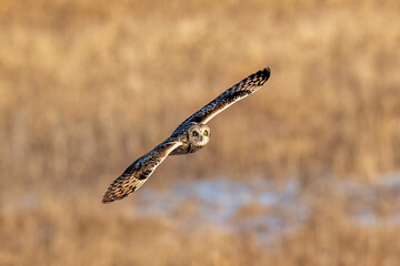 Owl in flight portrait